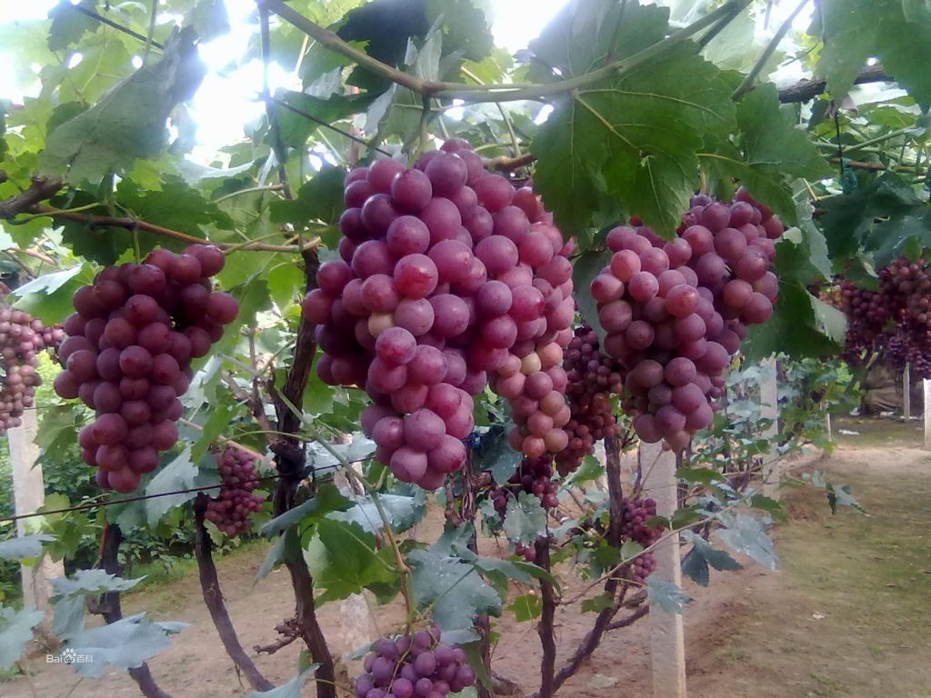 如果一个女人想要一个干净的子宫,经常吃四种排毒食品,吃得越多,吃得越好